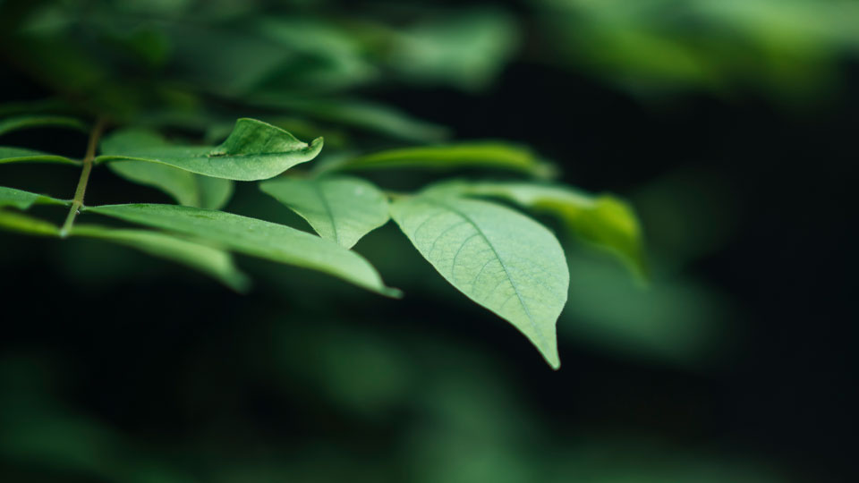 Close up of leaves on a hedge