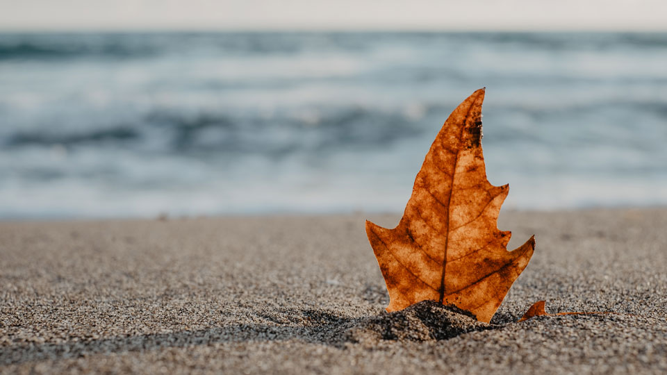 Autumn leaf on a sandy beach