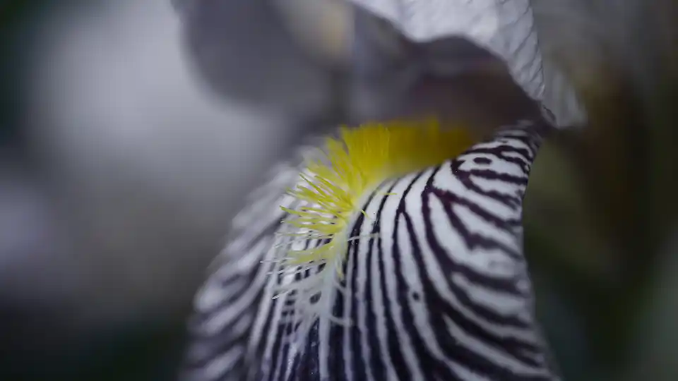 Extreme close up of exotic flower.