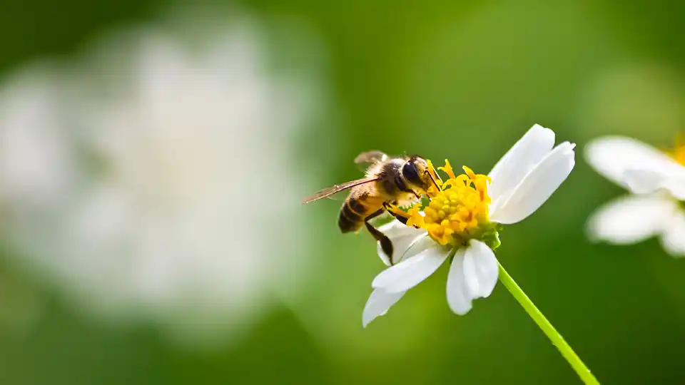 Close up of bumble bee on a flower.