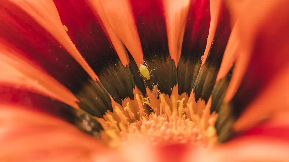 Close up of insect in a red flower