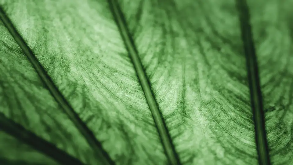 Macro close up of a green leaf.