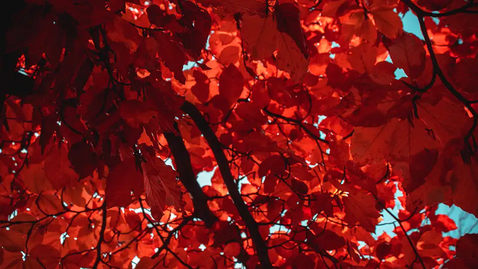 Close up of red leaves on a tree