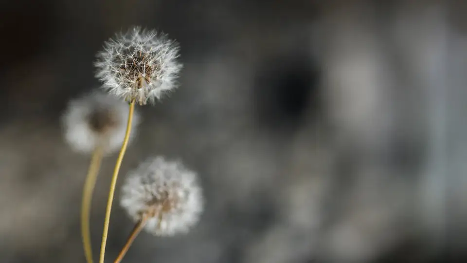 Close up image of a Dandelion