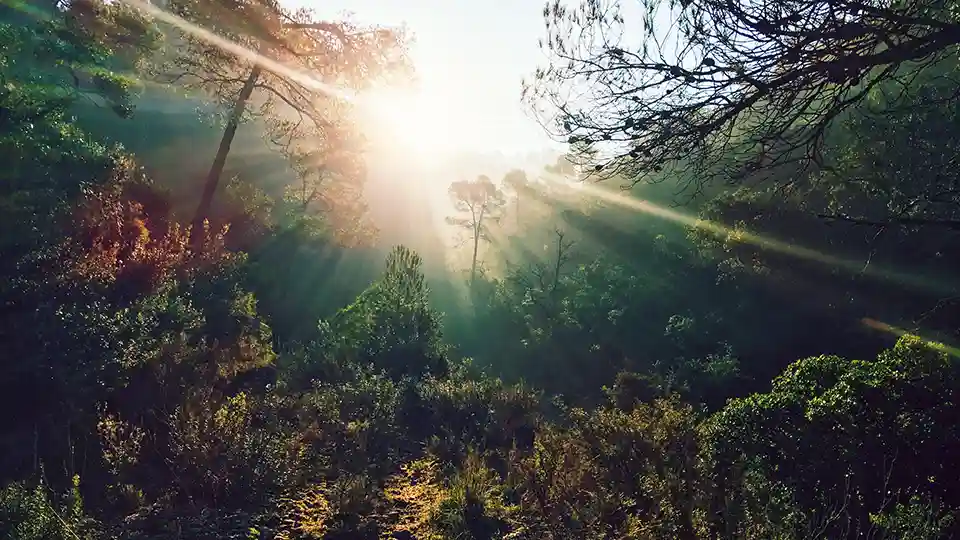 Forest trees with the sun shining through them