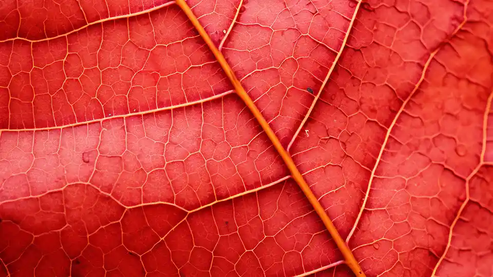 Macro close up of a red leaf