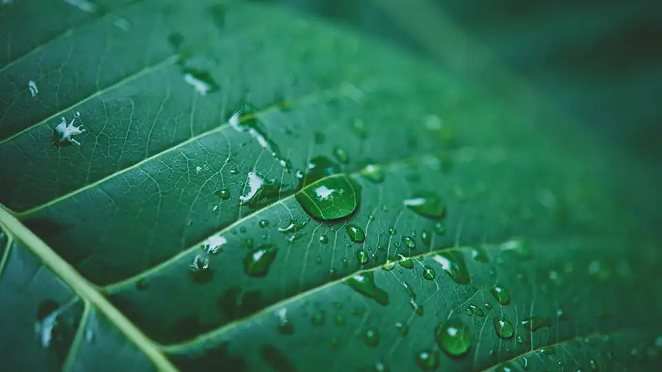 Macro close up of a green leaf with water droplets