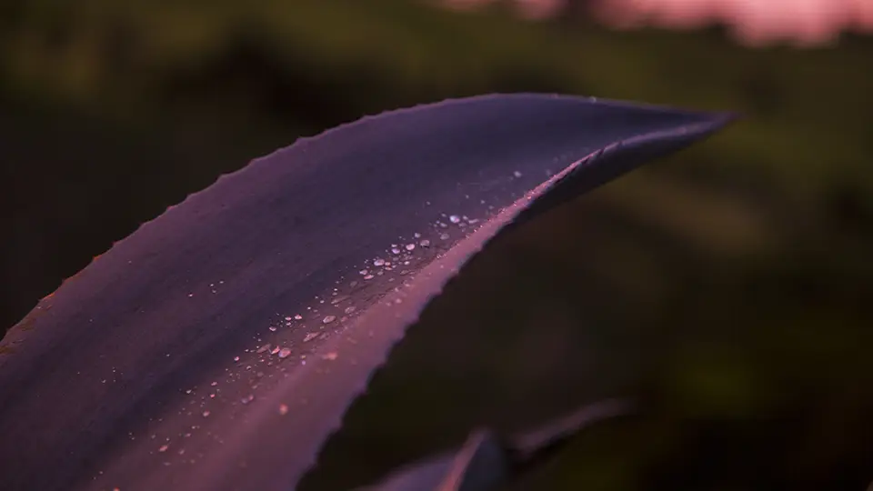 Macro close up of a purple leaf